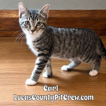 Carl -  Tabby and American Shorthair Cat for Adoption in Toledo, Ohio - Carl | PetCurious