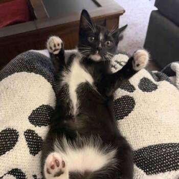 Achilles -  Domestic Short Hair Cat for Adoption in Atlanta, Georgia - Achilles | PetCurious