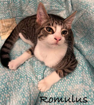 Rescue Domestic Short Hair Cats for Adoption in Seal Beach, California - Romulus | PetCurious