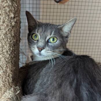 Rescue Domestic Short Hair Cats for Adoption in Aberdeen, Washington - Carousel | PetCurious