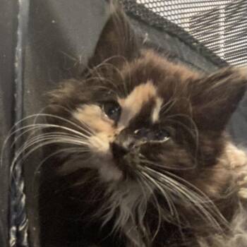 Wren -  Domestic Long Hair Cat for Adoption in Fairfax Station, Virginia - Wren | PetCurious