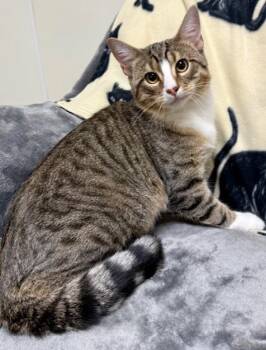 Rescue Domestic Short Hair Cats for Adoption in Gary, Indiana - Caramel | PetCurious
