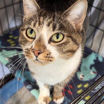 Macarena -  Domestic Short Hair Cat for Adoption in Mokena, Illinois - Macarena | PetCurious