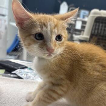 Gluttony -  Domestic Short Hair Cat for Adoption in Newark, New Jersey - Gluttony | PetCurious