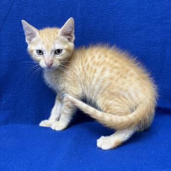 Sunkist -  Domestic Short Hair Cat for Adoption in Valdosta, Georgia - Sunkist | PetCurious