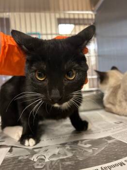 Rescue Domestic Short Hair Cats for Adoption in Nacogdoches, Texas - Bear | PetCurious