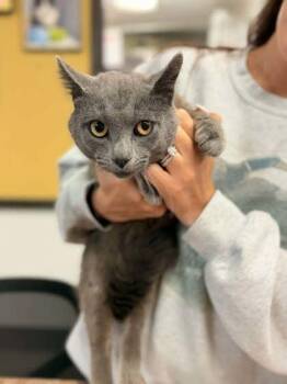 Domestic Short Hair Cats Available for Adoption in Bowling Green, Kentucky - Hogan | PetCurious