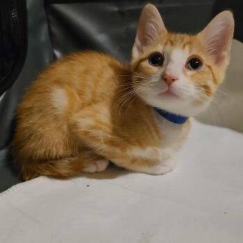 Rescue Domestic Short Hair Cats for Adoption in Stoughton, Wisconsin - Alfredo | PetCurious