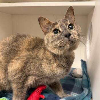 Domestic Short Hair Cats Available for Adoption - Celeste | PetCurious