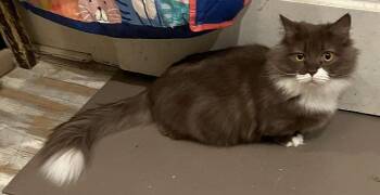 MAC -  Munchkin and Selkirk Rex Cat for Adoption in Powder Springs, Georgia - MAC | PetCurious
