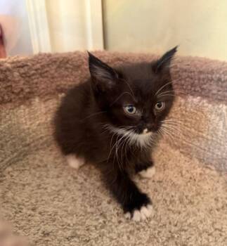 Domestic Short Hair Cats Available for Adoption in Hendersonville, Tennessee - Max - Cuddly & Playful | PetCurious