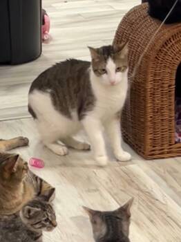 Chick Pea -  Domestic Short Hair Cat for Adoption in Freeport, New York - Chick Pea | PetCurious