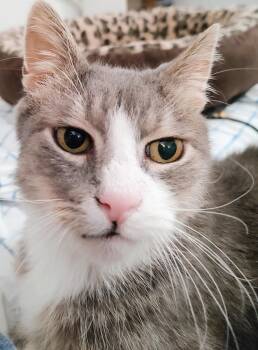 Rescue Tabby Cats for Adoption in Philadelphia, Pennsylvania - Pinky | PetCurious