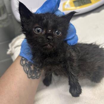 Wren -  Domestic Short Hair Cat for Adoption in Summerville, South Carolina - Wren | PetCurious
