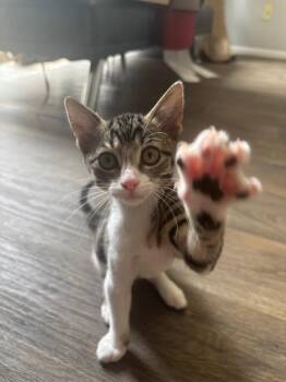 Fruit Fly -  Tabby Cat for Adoption in San Antonio, Texas - Fruit Fly | PetCurious