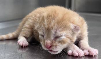 Rescue Domestic Short Hair Cats for Adoption in Salisbury, North Carolina - OATMEAL | PetCurious