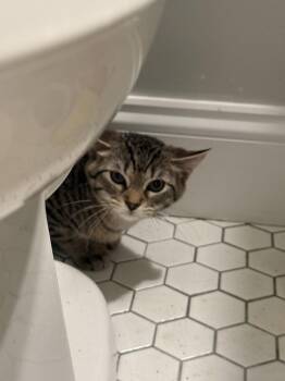 Toledo -  Tabby and Domestic Short Hair Cat for Adoption in Dublin, Ohio - Toledo | PetCurious