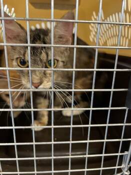 Domestic Short Hair Cats Available for Adoption in Palmetto, Florida - A135386 | PetCurious