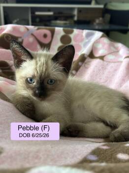 Pebble -  Siamese and Domestic Short Hair Cat for Adoption in Vacaville, California - Pebble | PetCurious