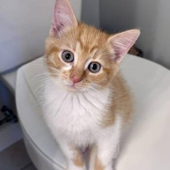 Karloff -  Domestic Short Hair Cat for Adoption in Seymour, Tennessee - Karloff | PetCurious