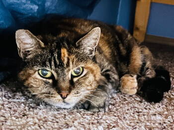 Rescue Domestic Short Hair Cats for Adoption in Battle Ground, Washington - Evangeline | PetCurious