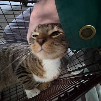 Damien -  Domestic Short Hair Cat for Adoption in Des Moines, Iowa - Damien | PetCurious