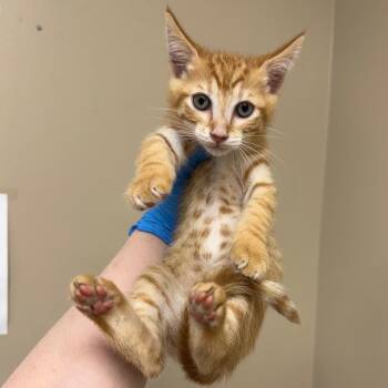 Creamsicle -  Domestic Short Hair Cat for Adoption in Birmingham, Alabama - Creamsicle | PetCurious