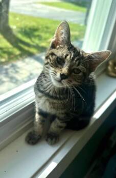 Rescue Domestic Short Hair Cats for Adoption in Gorham, Maine - Python | PetCurious