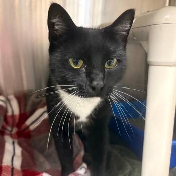 Echo -  Domestic Short Hair Cat for Adoption in Fall River, Massachusetts - Echo | PetCurious