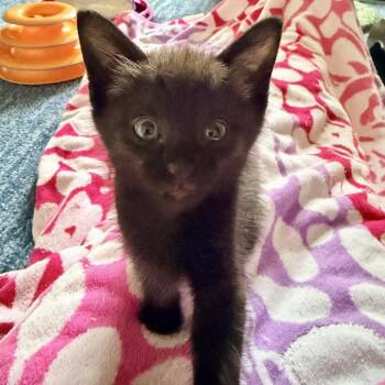 Boo -  Domestic Short Hair Cat for Adoption in Potomac, Maryland - Boo | PetCurious