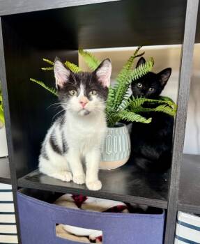Rescue Domestic Short Hair Cats for Adoption in Hampton, Virginia - Mable | PetCurious