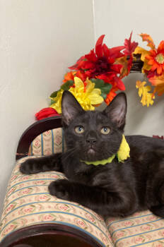 Rescue Domestic Short Hair Cats for Adoption in Picayune, Mississippi - Elektra | PetCurious