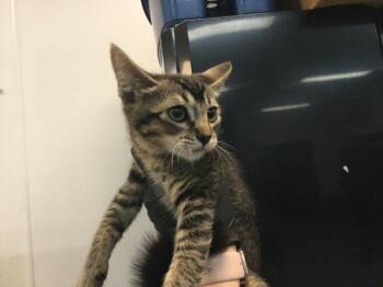 Domestic Short Hair Cats Available for Adoption in Thousand Palms, California - A1917701 | PetCurious