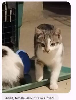 Domestic Short Hair Cats Available for Adoption in Clymer, Pennsylvania - Andie | PetCurious