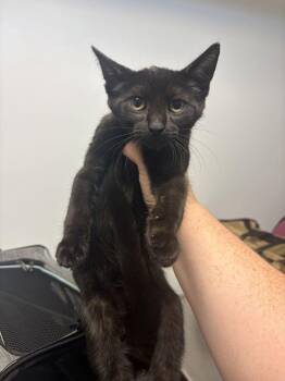 Harvey Cedars -  Domestic Short Hair Cat for Adoption in North Brunswick Township, New Jersey - Harvey Cedars | PetCurious