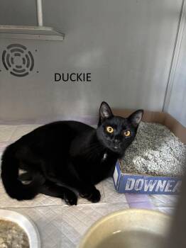 Duckie -  Domestic Short Hair Cat for Adoption in Vernon Township, New Jersey - Duckie | PetCurious