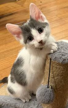 Pebbles -  Domestic Short Hair Cat for Adoption in Social Circle, Georgia - Pebbles | PetCurious