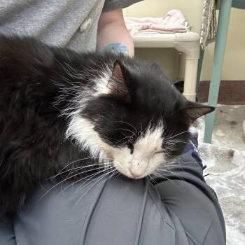 Domestic Long Hair Cats Available for Adoption - Perseus | PetCurious