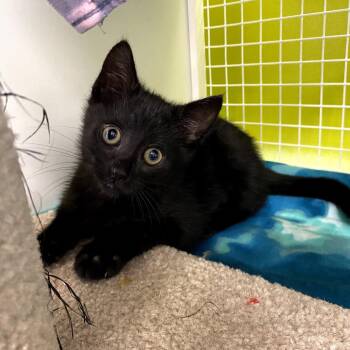 Domestic Short Hair Cats Available for Adoption in Kyle, Texas - GEORGE ORWELL | PetCurious