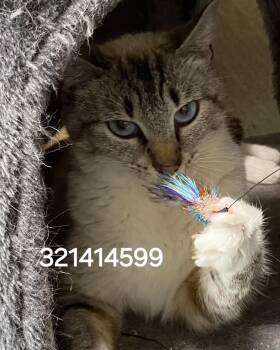 321414599 -  Siamese Cat for Adoption in Lee