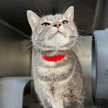 Cupcake -  Domestic Short Hair Cat for Adoption in Chicago, Illinois - Cupcake | PetCurious