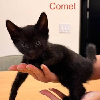 Comet (orange) -  Domestic Short Hair Cat for Adoption in Talent, Oregon - Comet (orange) | PetCurious