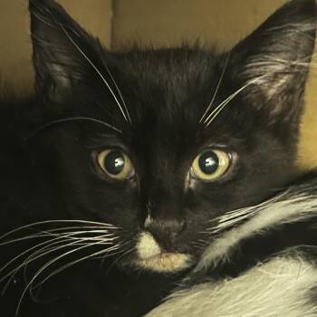 Twix -  Domestic Short Hair Cat for Adoption in Chicago, Illinois - Twix | PetCurious