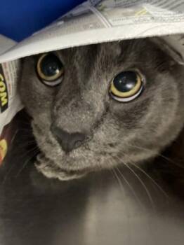 Domestic Short Hair Cats Available for Adoption in Daytona Beach, Florida - Jack | PetCurious