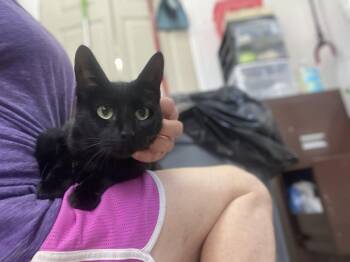 Lauren -  Domestic Short Hair Cat for Adoption in Trenton, New Jersey - Lauren | PetCurious