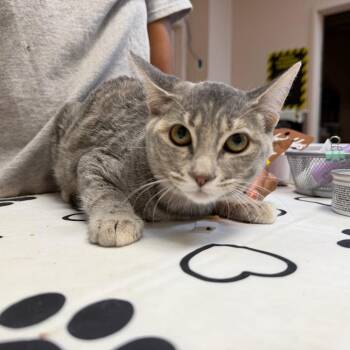 Anna -  Domestic Short Hair Cat for Adoption in Las Vegas, Nevada - Anna | PetCurious