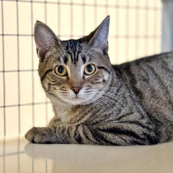 Domestic Short Hair Cats Available for Adoption in Medford, Oregon - Summit | PetCurious