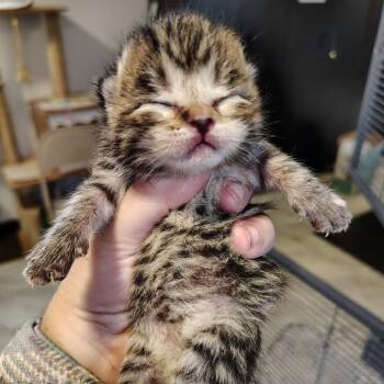 Domestic Short Hair Cats Available for Adoption - Wisteria | PetCurious