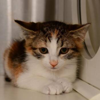 Clover -  Domestic Short Hair Cat Available for Adoption in Ottawa, Kansas - Clover | PetCurious
