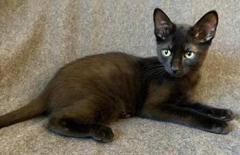 Charles Haden Savage -  Domestic Short Hair Cat for Adoption in Elmsford, New York - Charles Haden Savage | PetCurious
